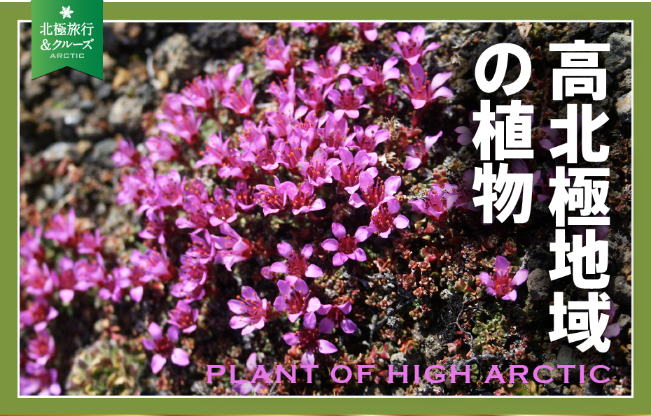 高北極地域の植物 | PLANT OF HIGH ARCTIC