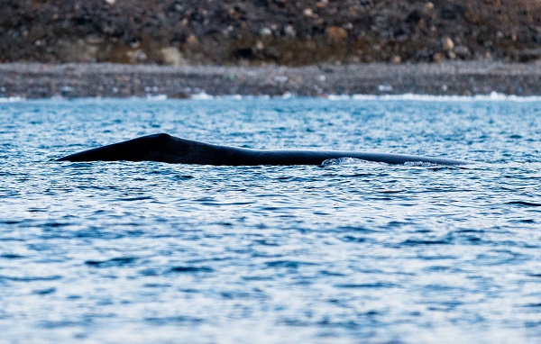 北極のクジラ 北極旅行のクルーズ ツアー 観光専門店 株 クルーズライフ