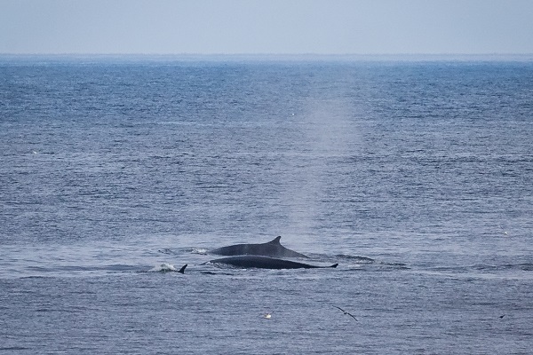 北極のクジラ 北極旅行のクルーズ ツアー 観光専門店 株 クルーズライフ