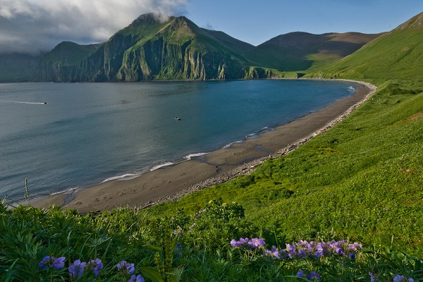 コマンドルスキー諸島 北極旅行のクルーズ ツアー 観光専門店 株 クルーズライフ