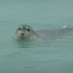 アムステルダム島 アザラシ