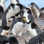 1匹だけ紛れ込むマカロニペンギン