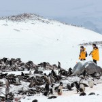 クーバービル島のゼンツーペンギン