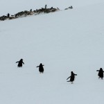 ペンギンの山登り