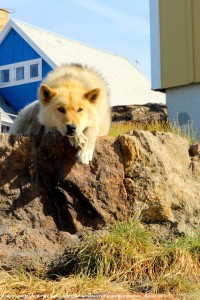 北極グリーンランドのそり犬