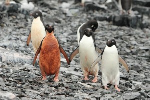 アデリーペンギン 南極クルーズ