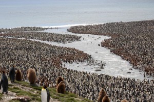 キングペンギンの営巣地