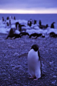 南極旅行ロス海クルーズ