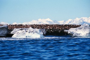 美しく素晴らしい亜南極の島々