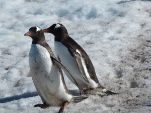 ハネムーン南極旅行