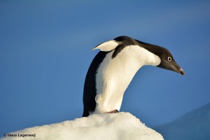 アデリーペンギン