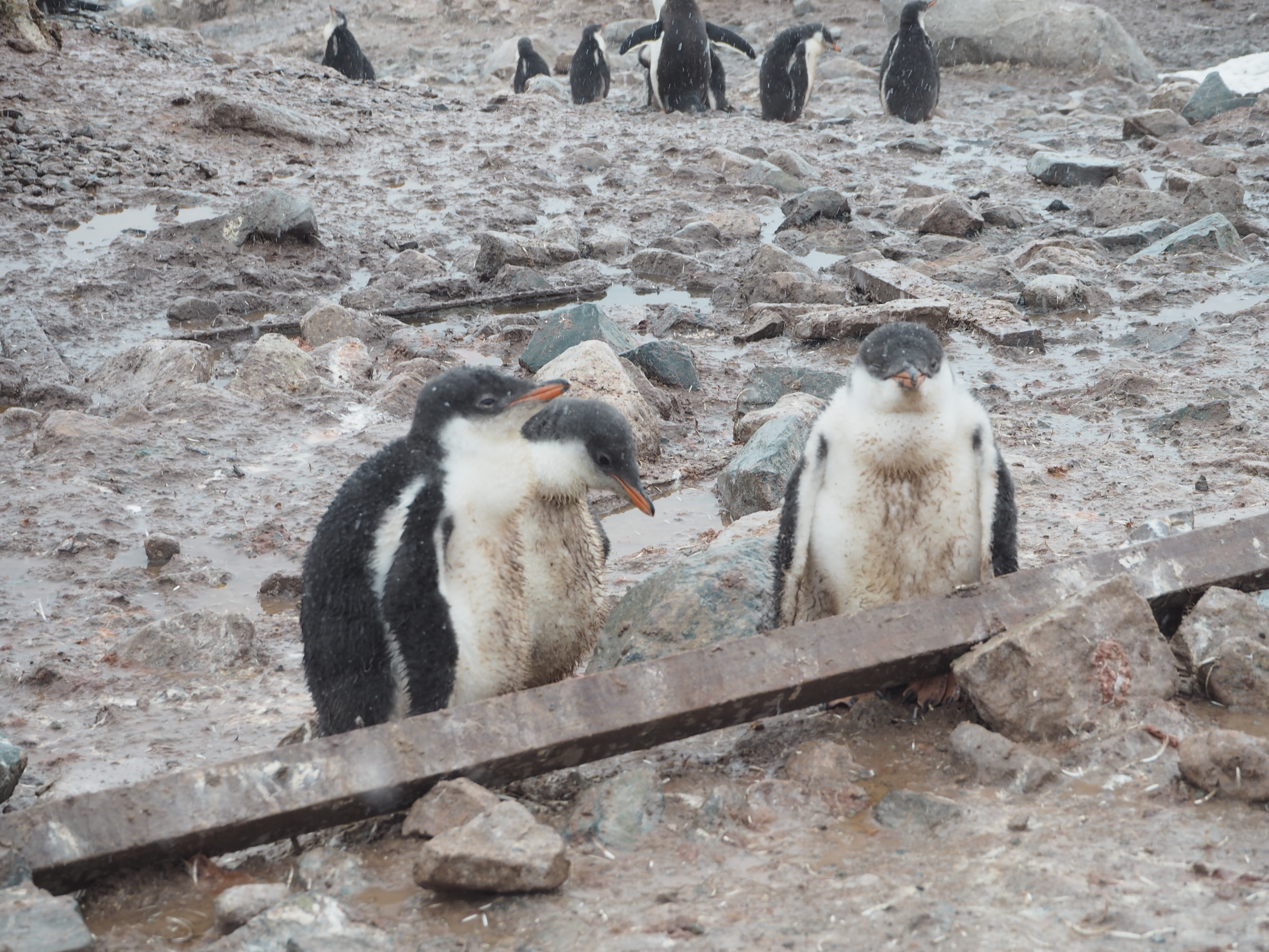 世界ペンギンの日