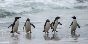 イワトビペンギン
