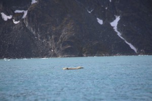 ホッキョクグマ　北極旅行