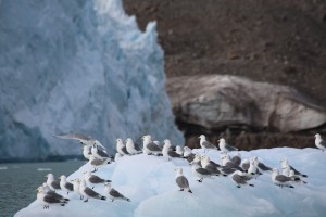 北極旅行　ミツユビカモメ