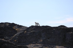 ホッキョクグマ　北極旅行