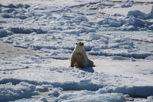 ホッキョクグマ　北極旅行