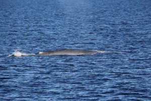 北極旅行　シロナガスクジラ