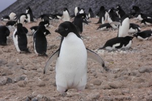南極観光 アデリーペンギン
