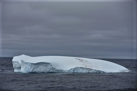 「氷上のペンギンを数えてみよう」