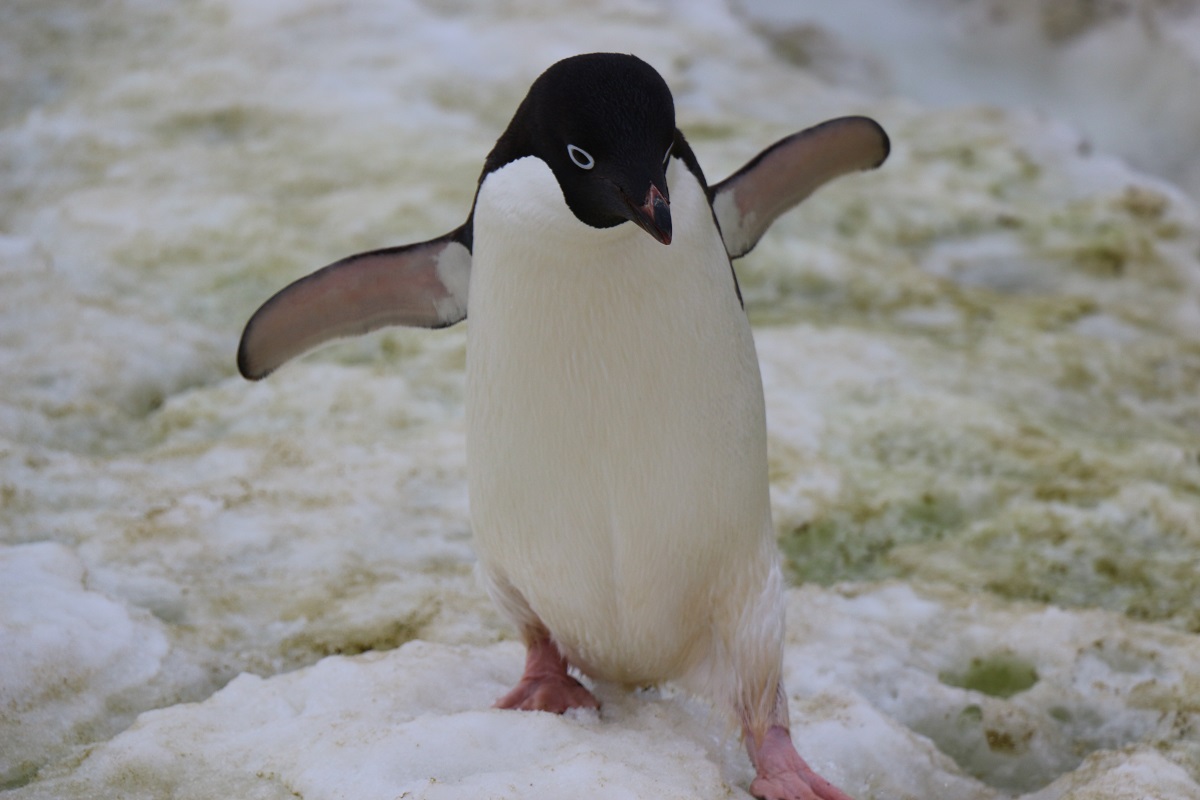 アデリーペンギン