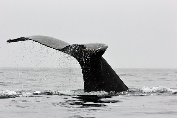 2～3月の南極はクジラ祭り！