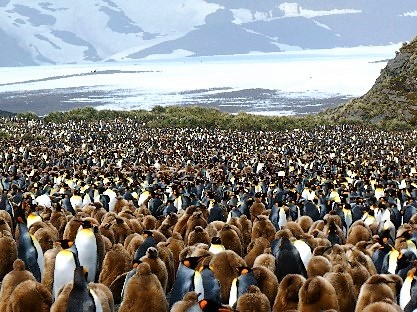 【スタッフレポート】フォークランド諸島､サウスジョージア島､南極半島20日間