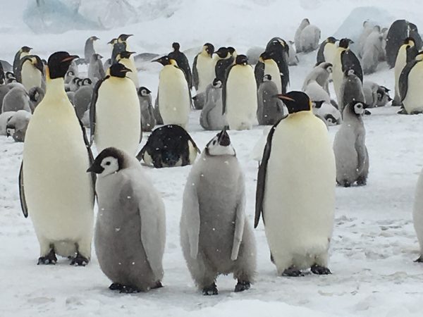 行って良かった。充実の旅：コウテイペンギン出会う南極クルーズ【お客様体験談】