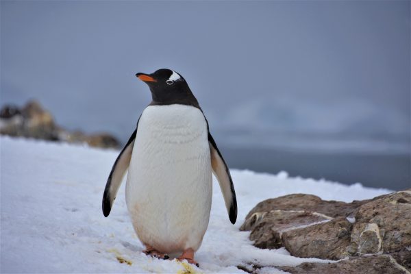 11月の南極旅行【お客様体験談】