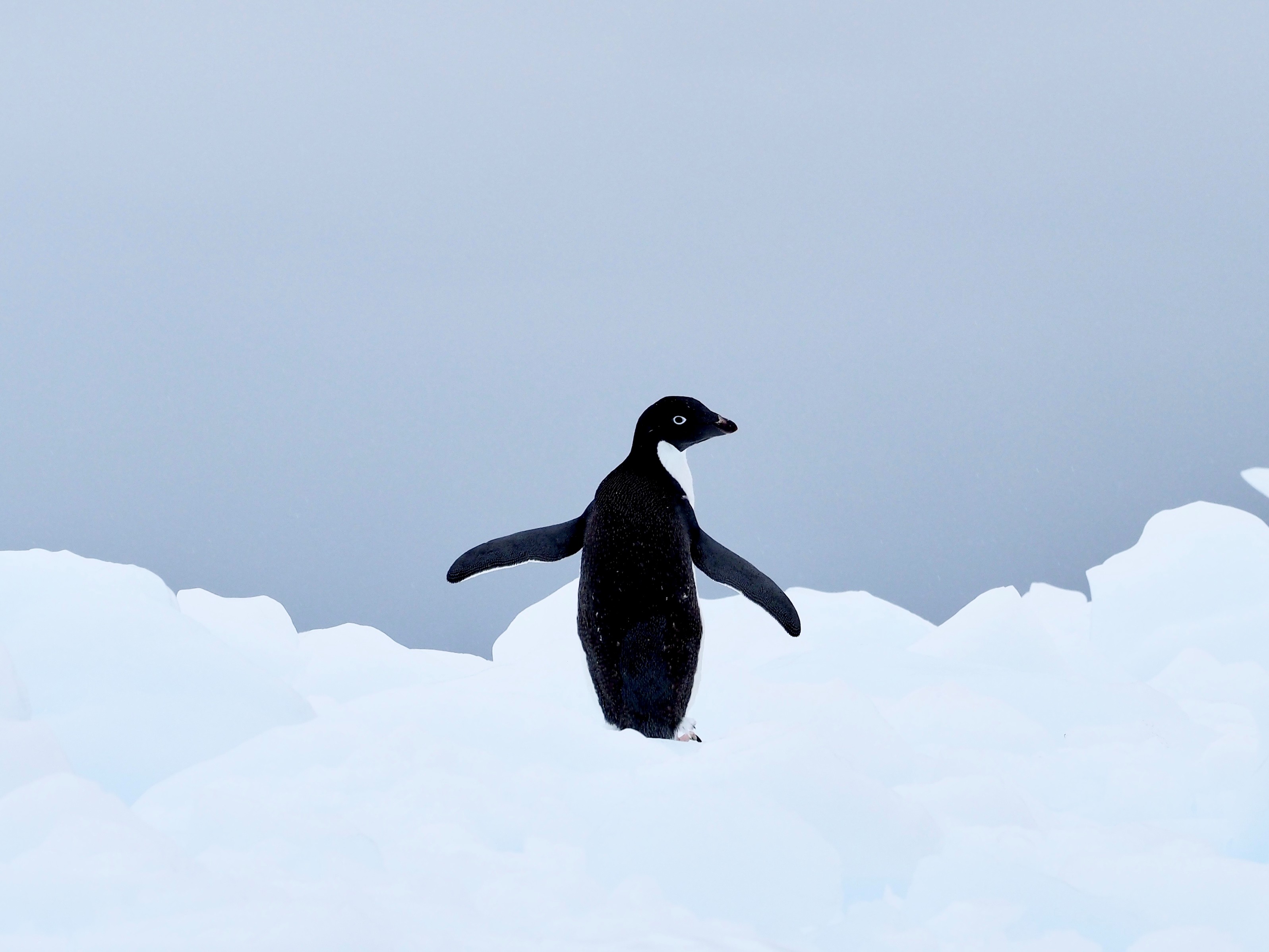 【スタッフレポート】2025年3月 南極探検クルーズ15日間