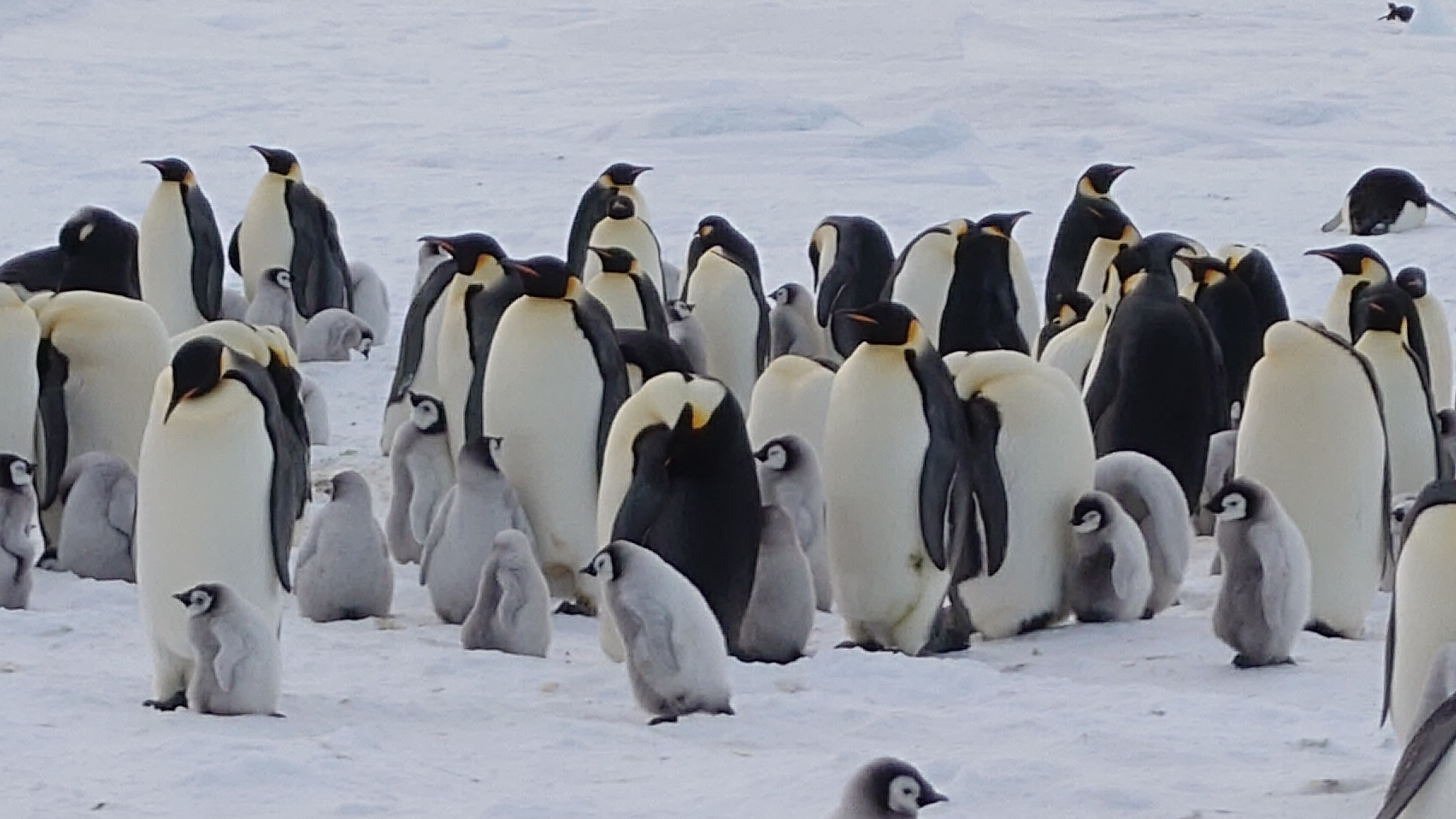 「小さな頃からの夢だった南極へ」【お客様体験談】：2025年10月スノーヒル島＆南極探検クルーズ