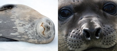 南極クルーズ 北極クルーズの手引き 南極旅行 北極旅行のクルーズ ツアー 株 クルーズライフ