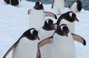 南極半島とサウスシェトランド諸島探検クルーズ9日間