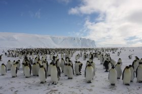 コウテイペンギンの営巣地を訪ねる南極の旅
