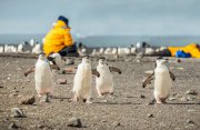 南極とホーン岬、ディエゴ・ラミレス諸島探検クルーズ13日間