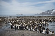 フォークランド諸島とサウスジョージア島、南極探検クルーズ　21日間