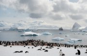 南極半島探検クルーズ12日間