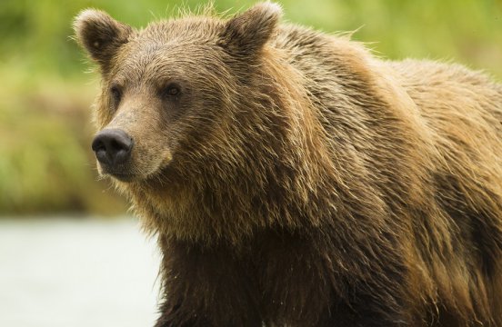 アリューシャン列島16日間コース詳細 南極旅行 北極旅行のクルーズ ツアー 株 クルーズライフ