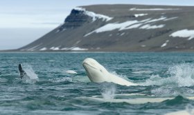 ベルーガと出会うカナダ北極圏への旅10日間