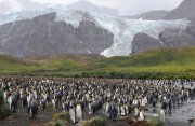 フォークランド諸島とサウスジョージア島、南極探検クルーズ22日間
