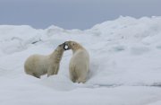 【運航中止】世界自然遺産ウランゲリ島と北極探検クルーズ15日間
