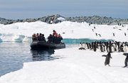亜南極の島々とチャタム諸島の野鳥観察探険クルーズ17日間