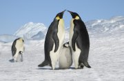 南極点到達とコウテイペンギンの営巣地を訪ねる旅8日間