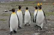 サウスジョージア島と南極半島：ペンギンサファリ探検クルーズ16日間