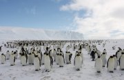コウテイペンギンの営巣地を訪ねる南極旅行9日間