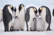 スノーヒル島のコウテイペンギンの営巣地を訪ねる南極クルーズ14日間