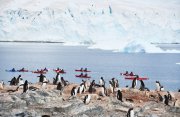 アドレナリン上昇冒険：南極探検クルーズ12日間