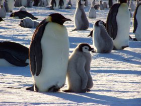 コウテイペンギンの営巣地と地球最南端・南極点への旅9日間