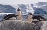 南極半島とサウスシェトランド諸島探検クルーズ11日間