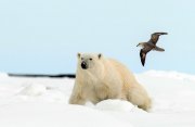 北極の３島巡り探検クルーズ15日間（南行き）